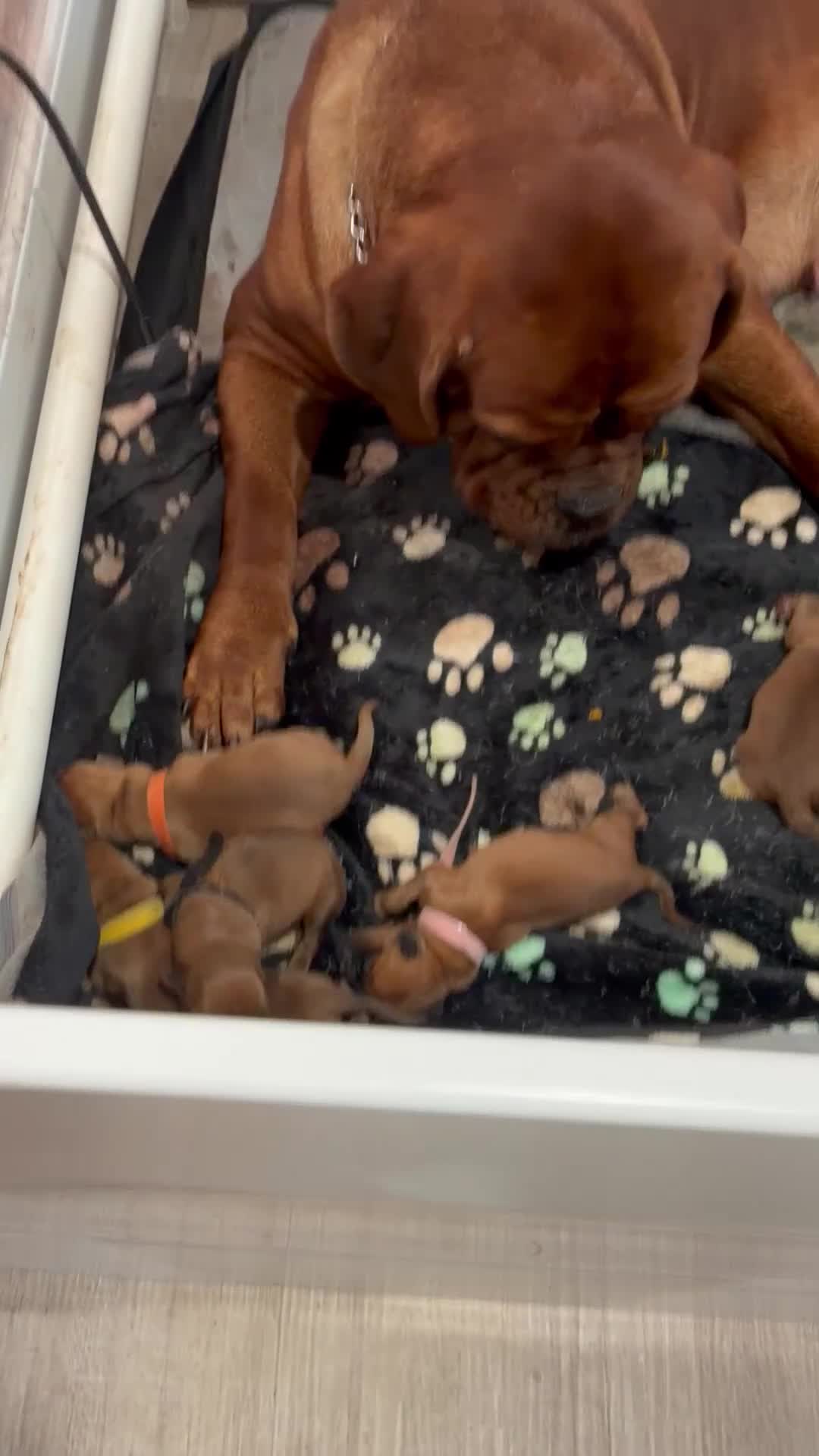 Dogue De Bordeaux dogs for sale: Dogue De Bordeaux Puppy 6 - Video 1