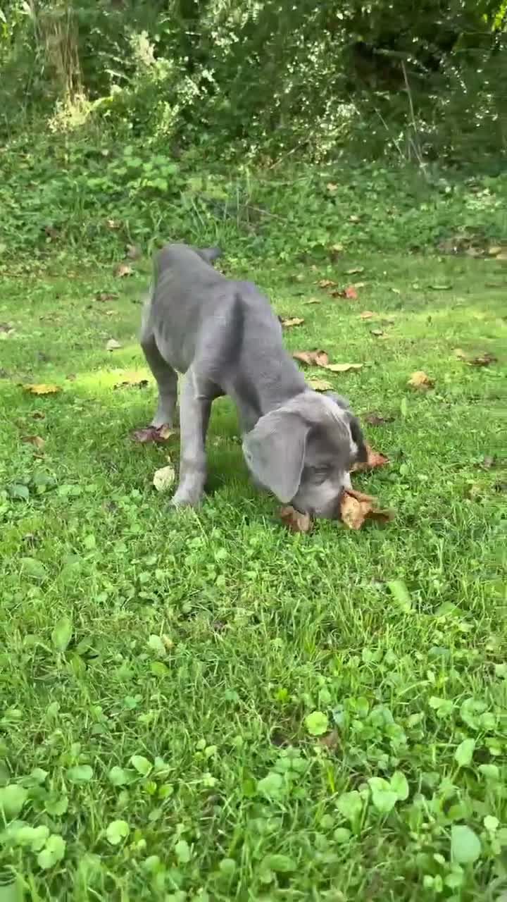 Cane Corso dogs for sale: Zues - Video 1