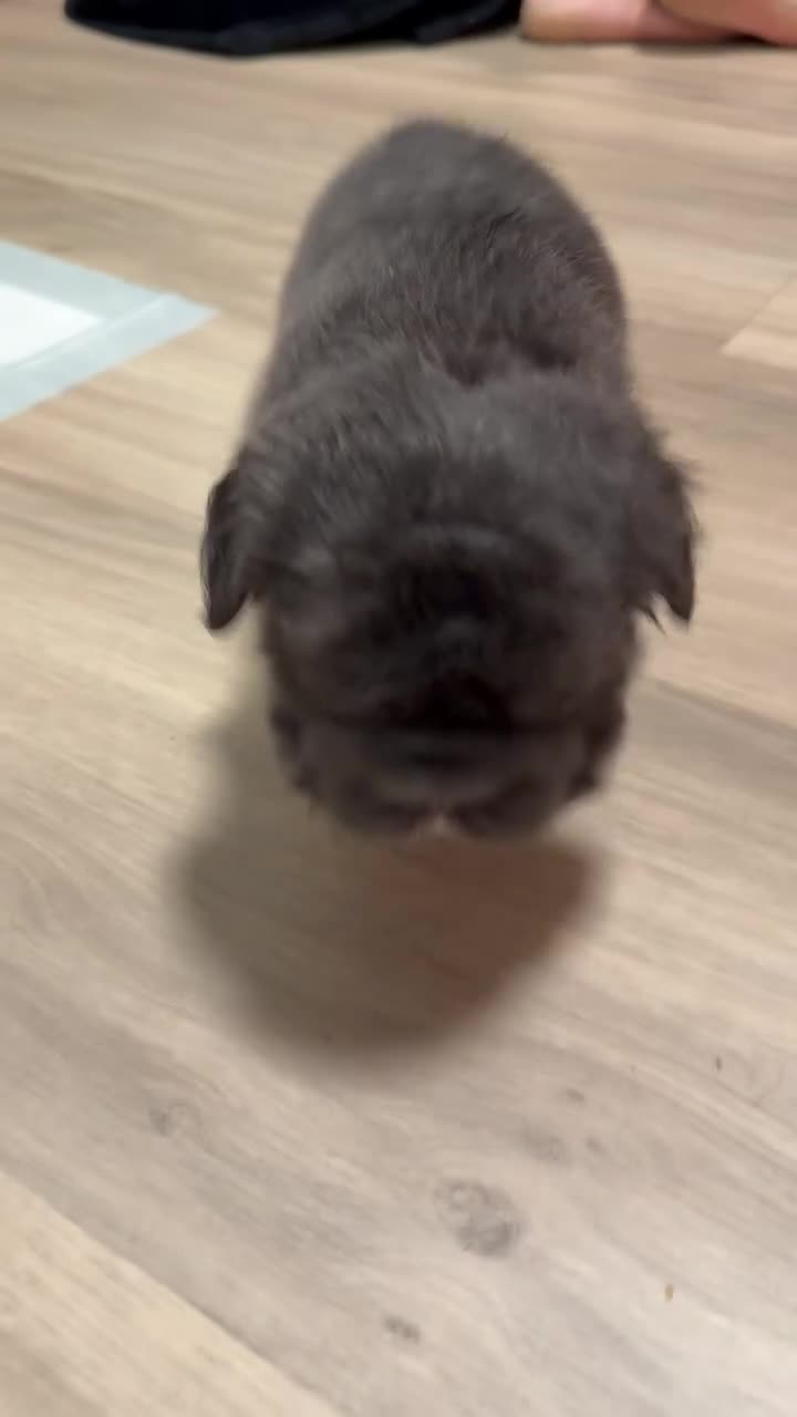 French Bulldog dogs for sale: Blackberry - Video 2