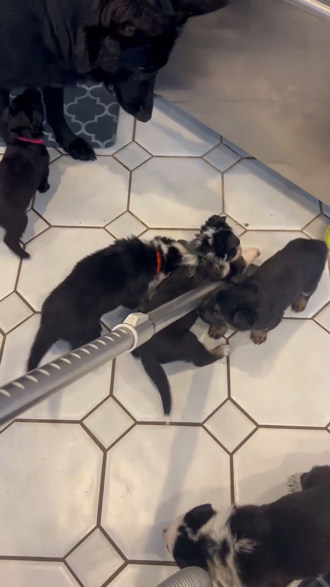 German Shepherd dogs for sale: River -German Shepherd Puppy - Video 1