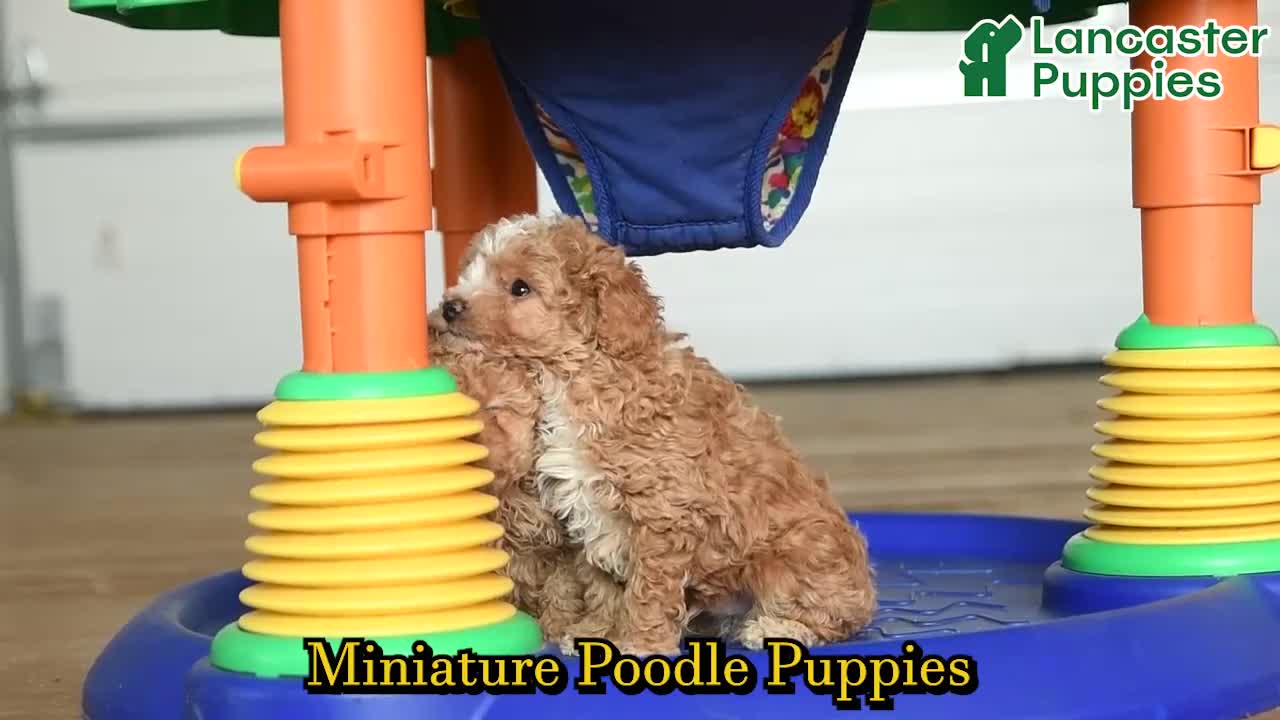 Miniature Poodle dogs for sale: Penny - Video 1