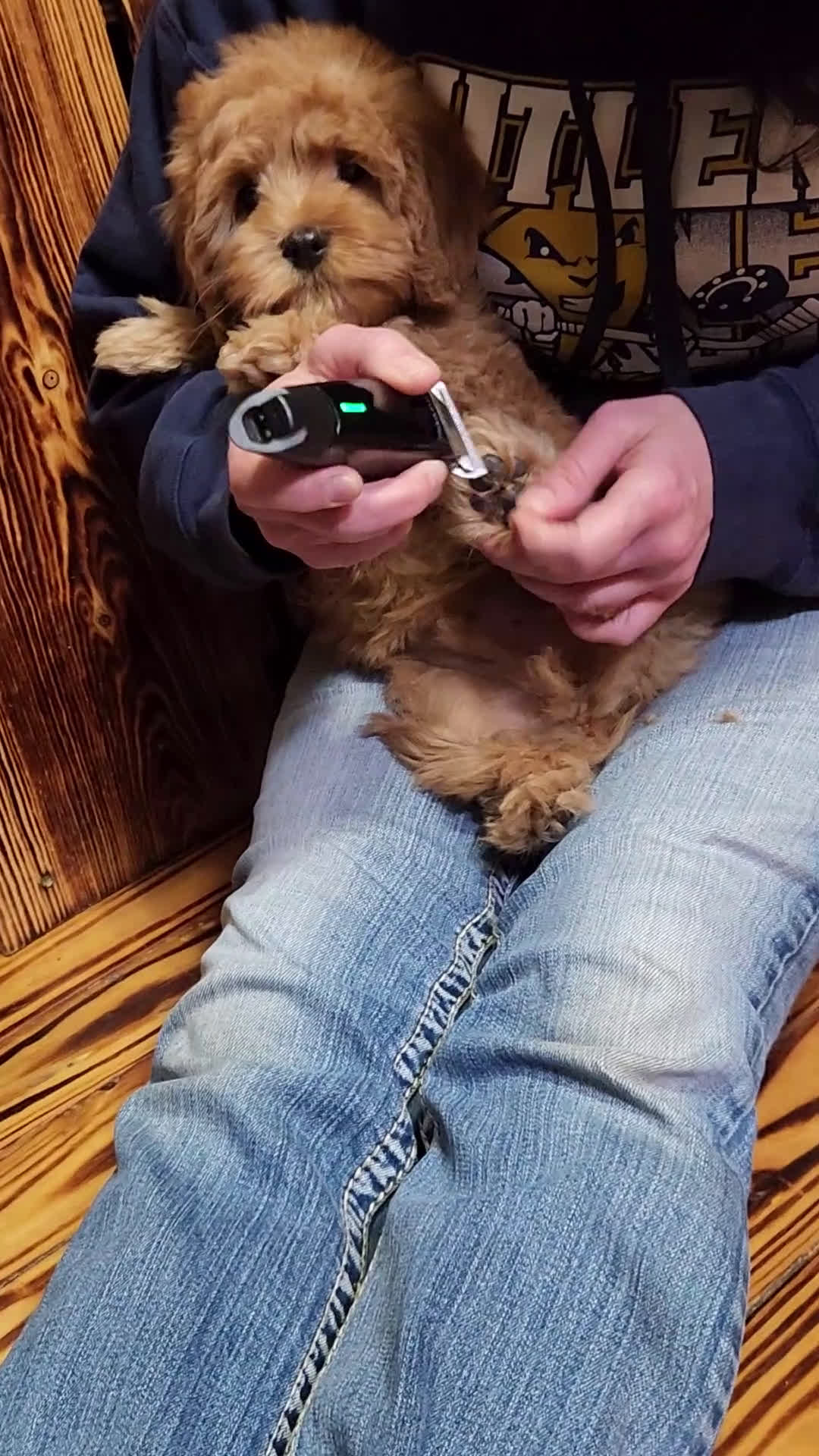 Cavapoo dogs for sale: Hershey - Video 1