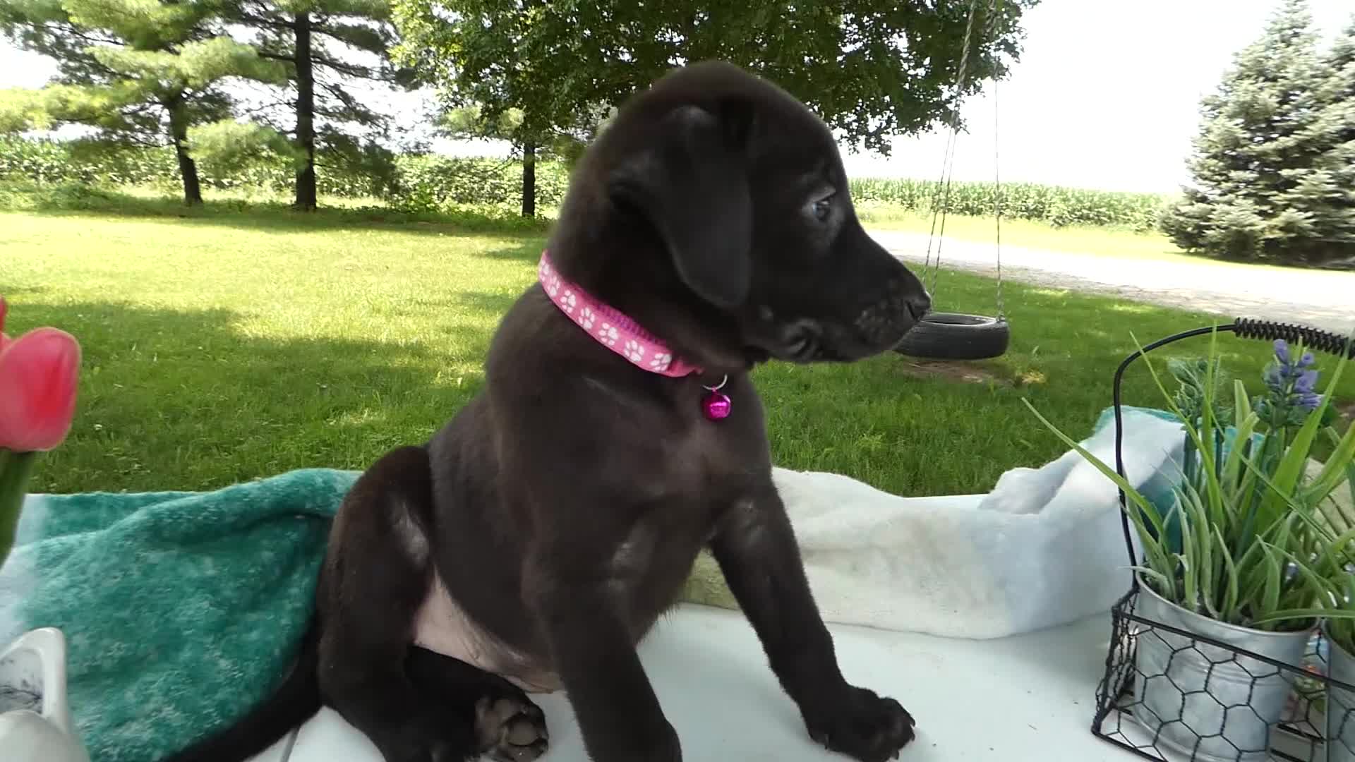 Sheprador dogs for sale: Sheprador 12 Lucinda - Video 1
