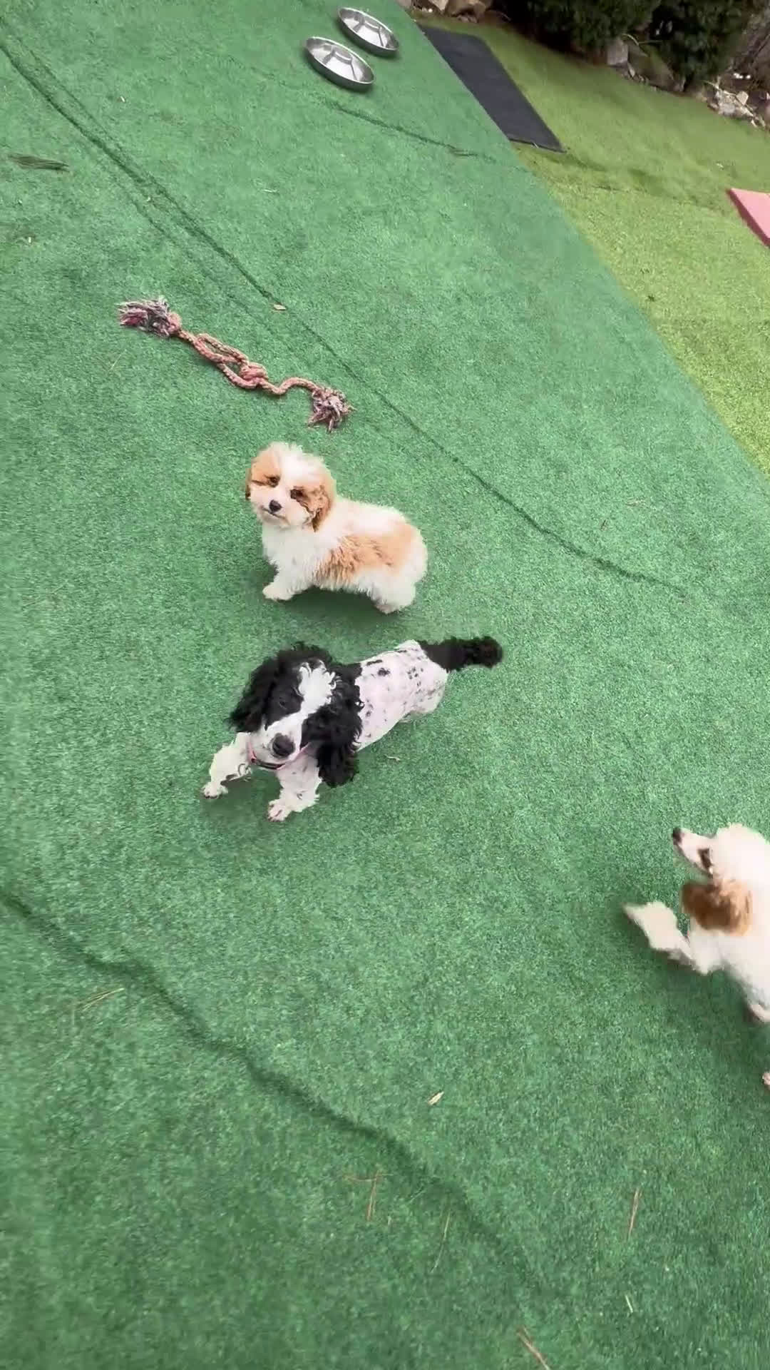 Mixed Breed dogs for sale: Biscuit - Video 1