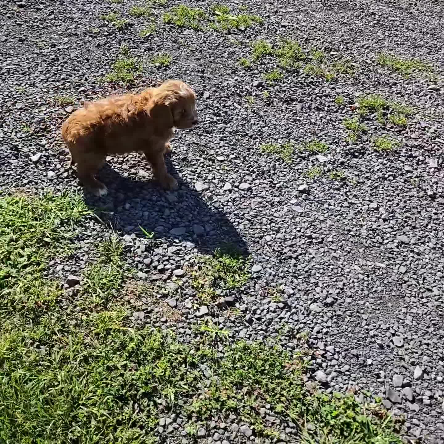 Cavapoo dogs for sale: Frankie - Video 1