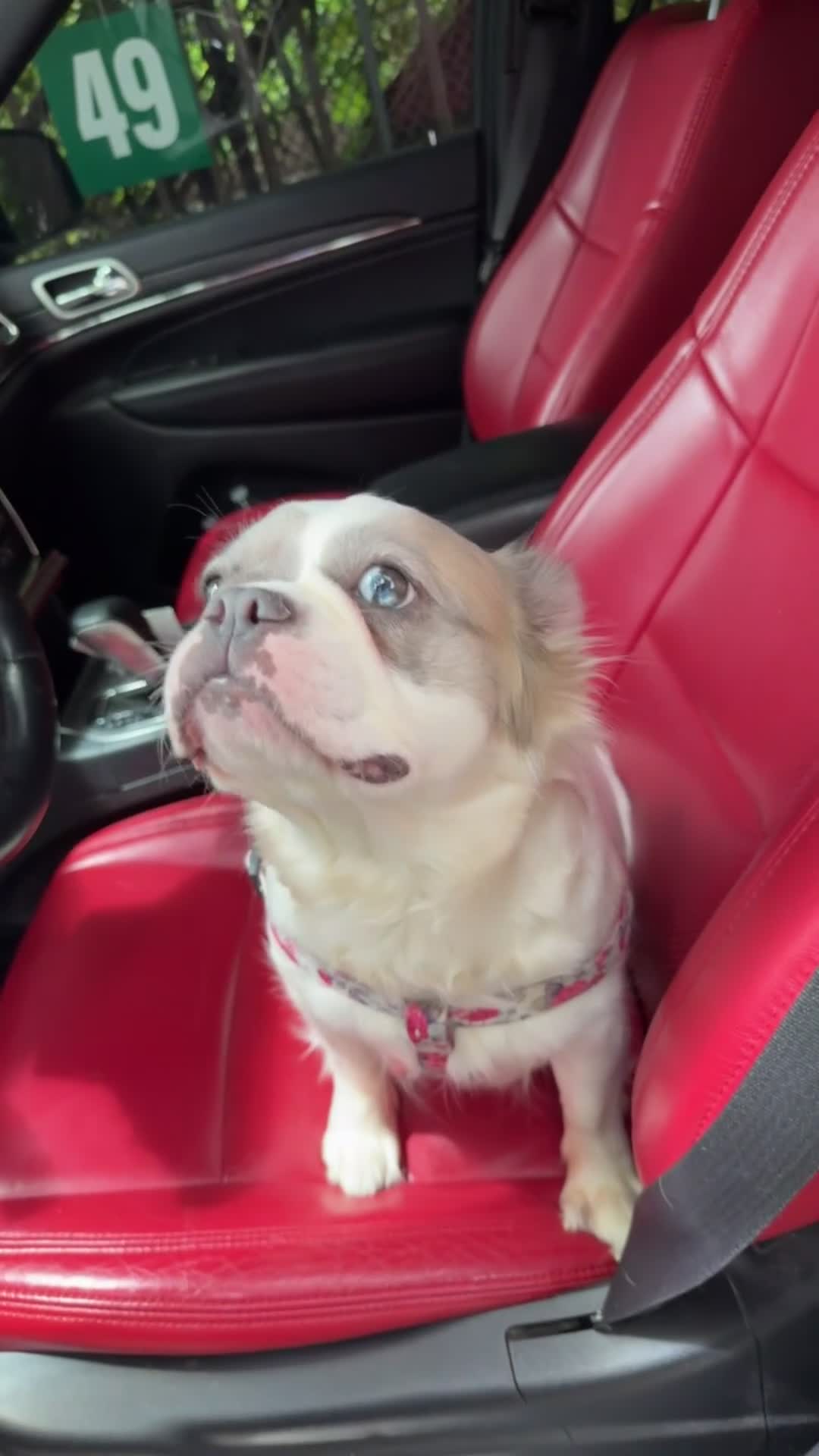 French Bulldog dogs for sale: ROSE - Video 3