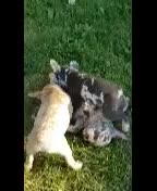 French Bulldog dogs for sale: Sunny - Video 1