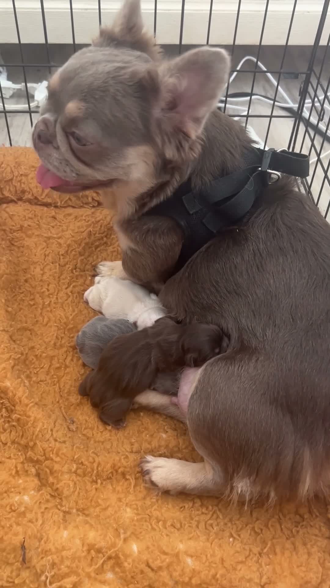 French Bulldog dogs for sale: Garth - Video 3