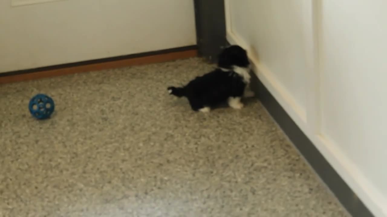 Shih Tzu dogs for sale: BitsyBaby - Video 1