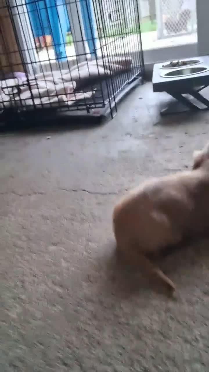 Dachshund dogs for sale: Mack - Video 1