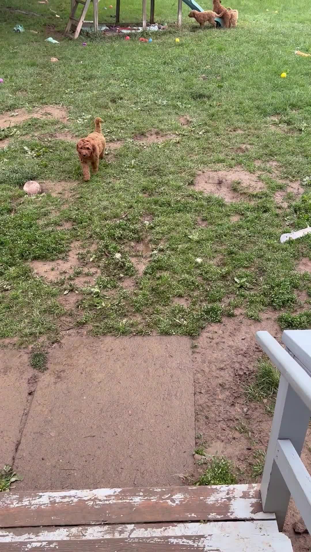 Goldendoodle dogs for sale: Ella - Video 1