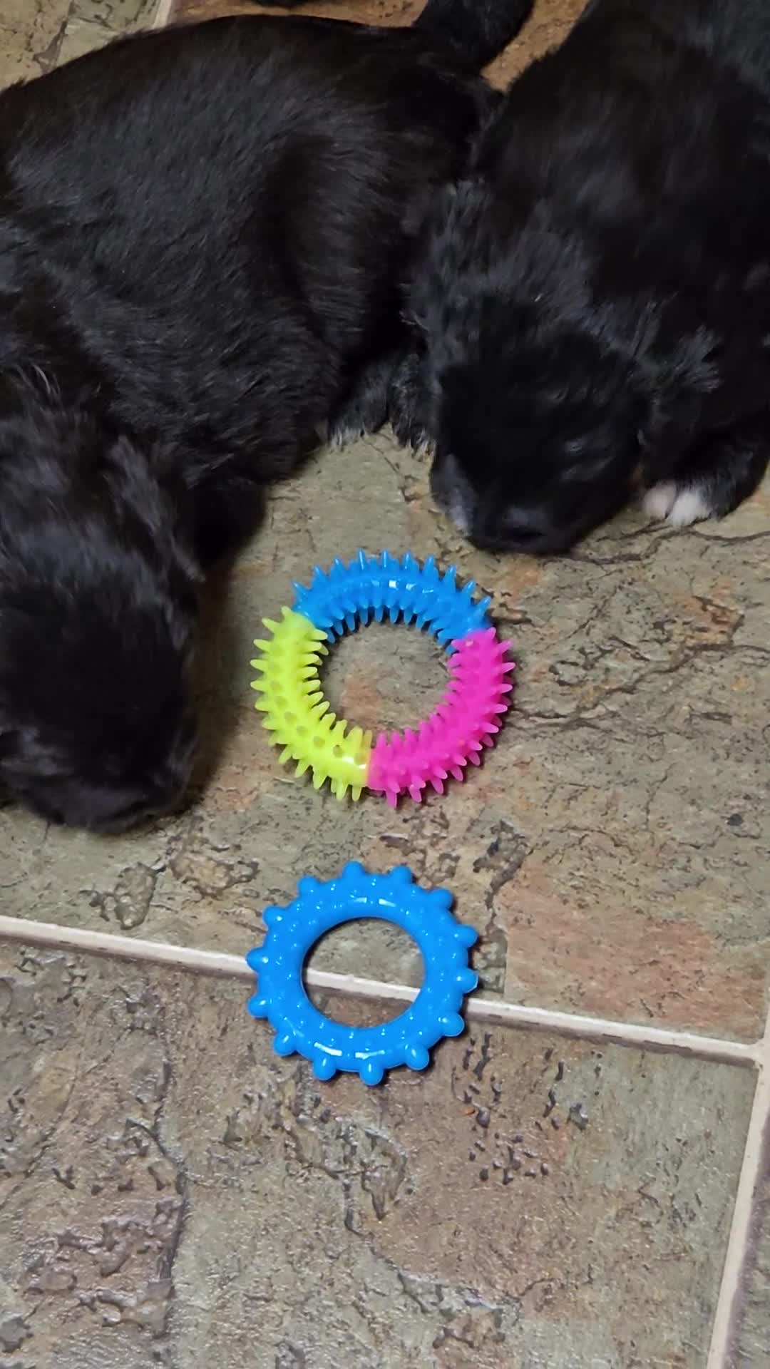 Mixed Breed dogs for sale: Take Me Home and Rename Me! - Video 1