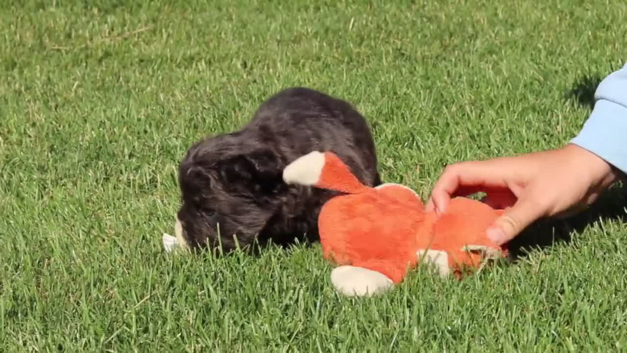 French Bulldog dogs for sale: Abe - Video 1