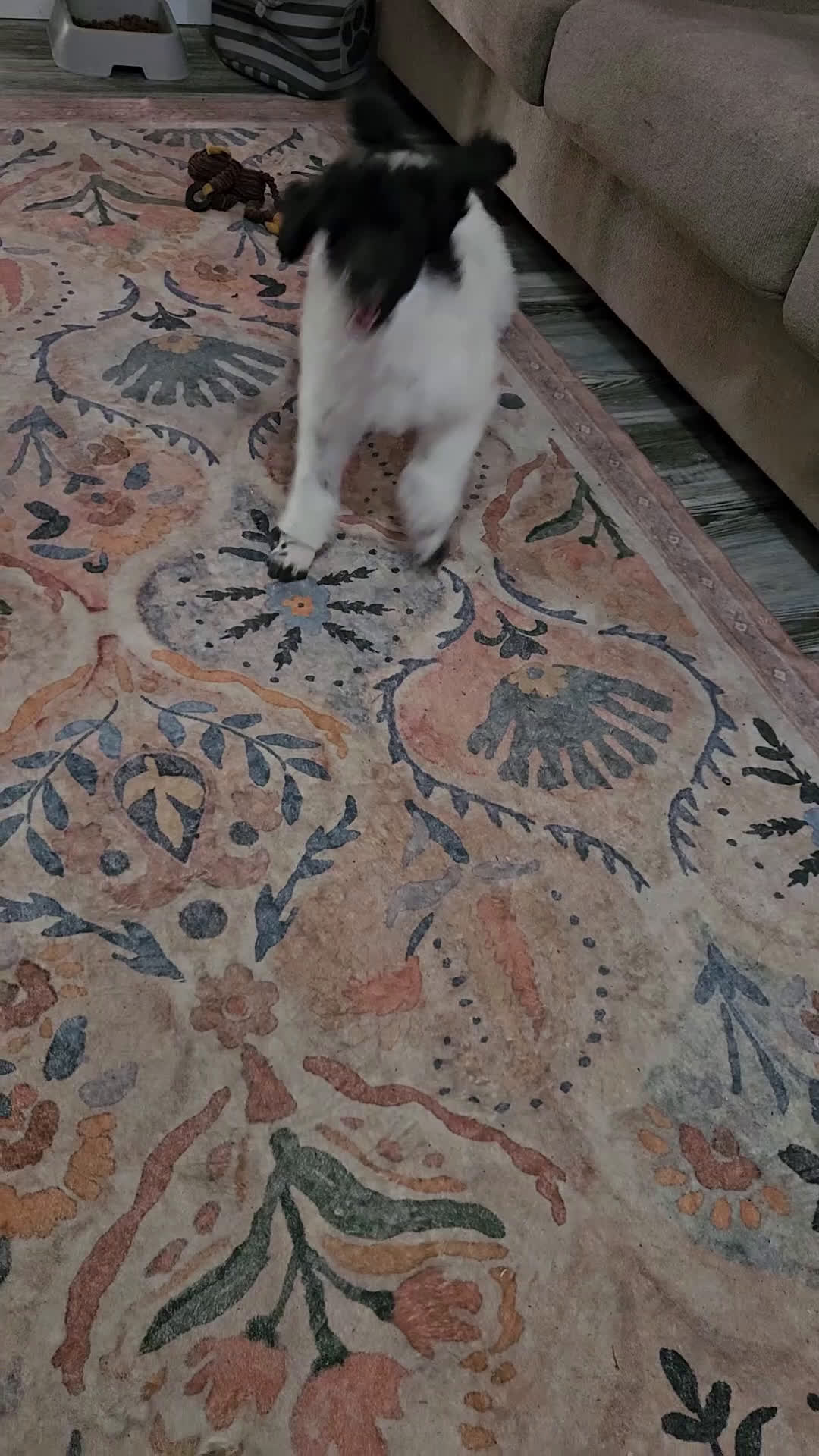 Standard Poodle dogs for sale: Birch  - Video 1