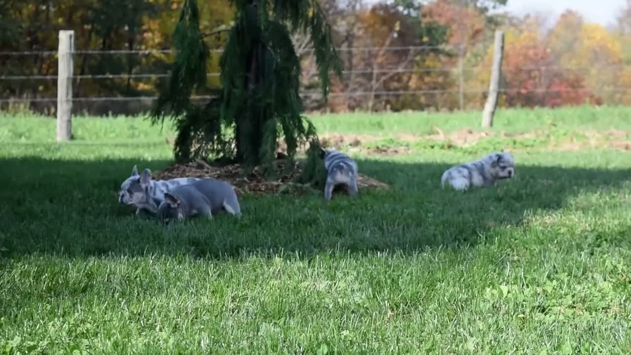 French Bulldog dogs for sale: Teddy - Video 1