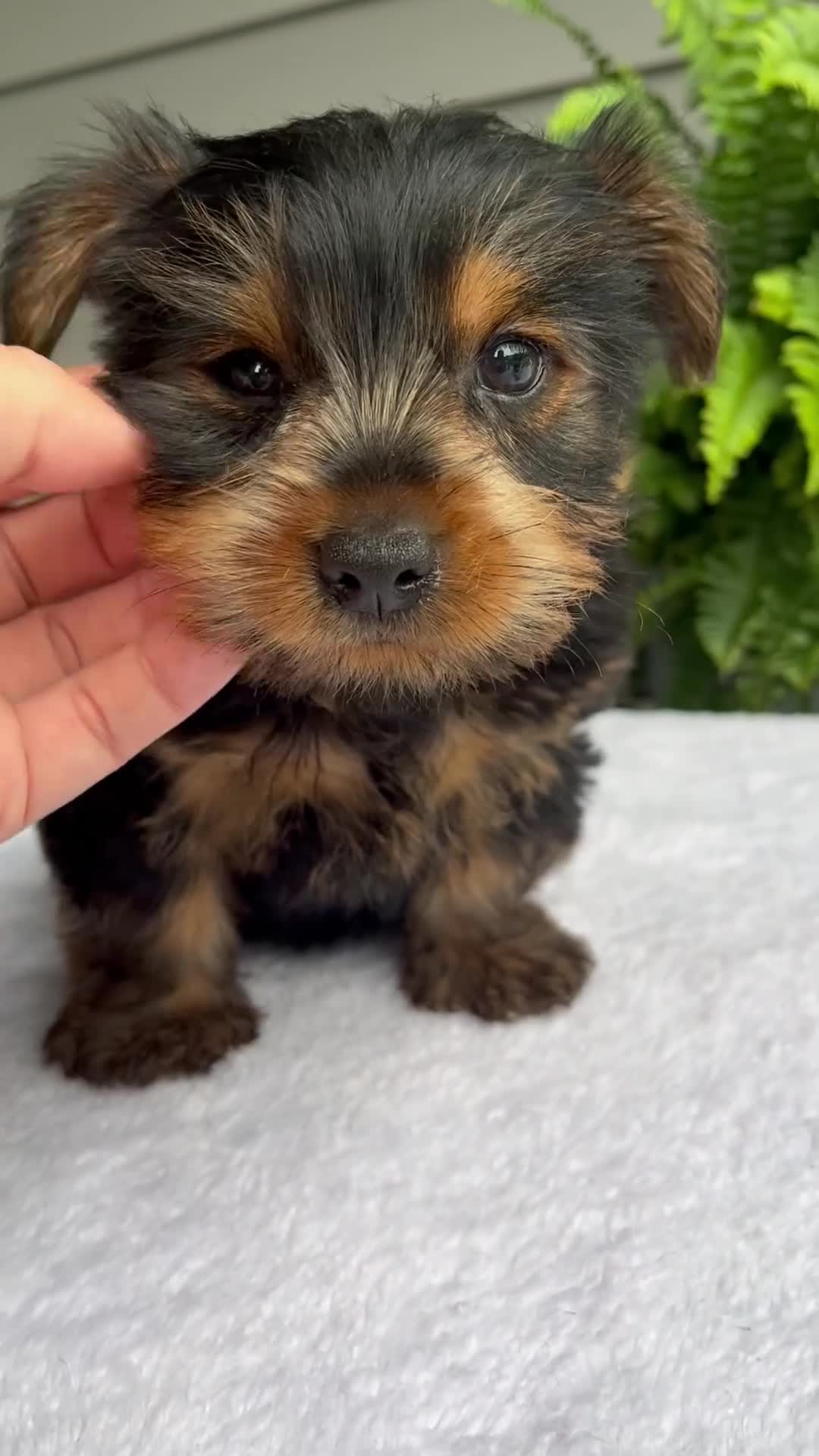 Yorkshire Terrier dogs for sale: Benny - Video 1