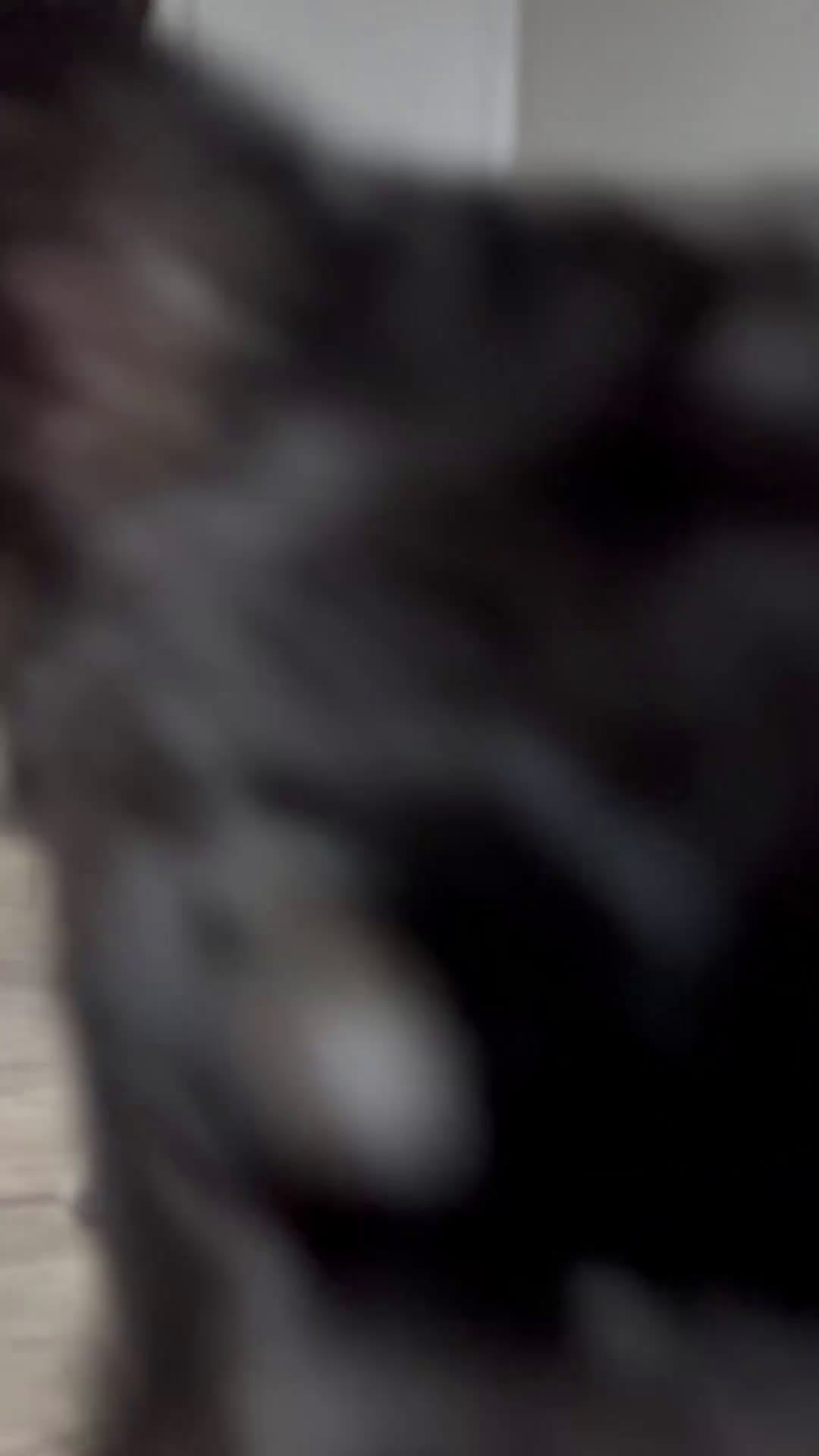 French Bulldog dogs for sale: Milo - Video 1