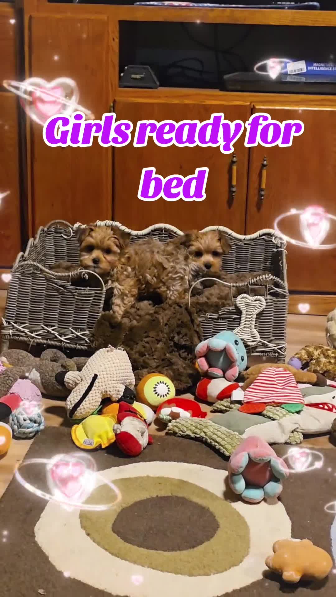 Yorkiepoo dogs for sale: Yorkiepoo Puppy 2 - Video 1