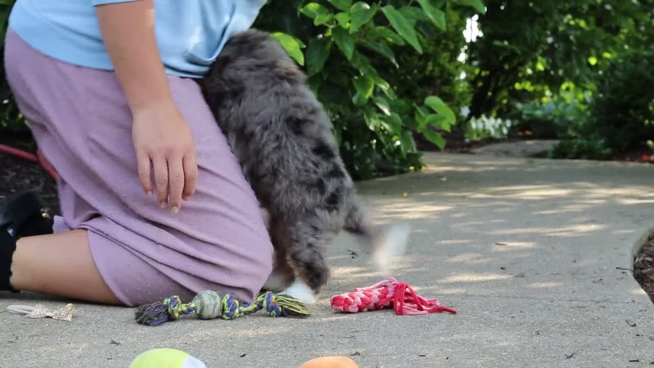 Mini Bernedoodle dogs for sale: Bear - Video 1