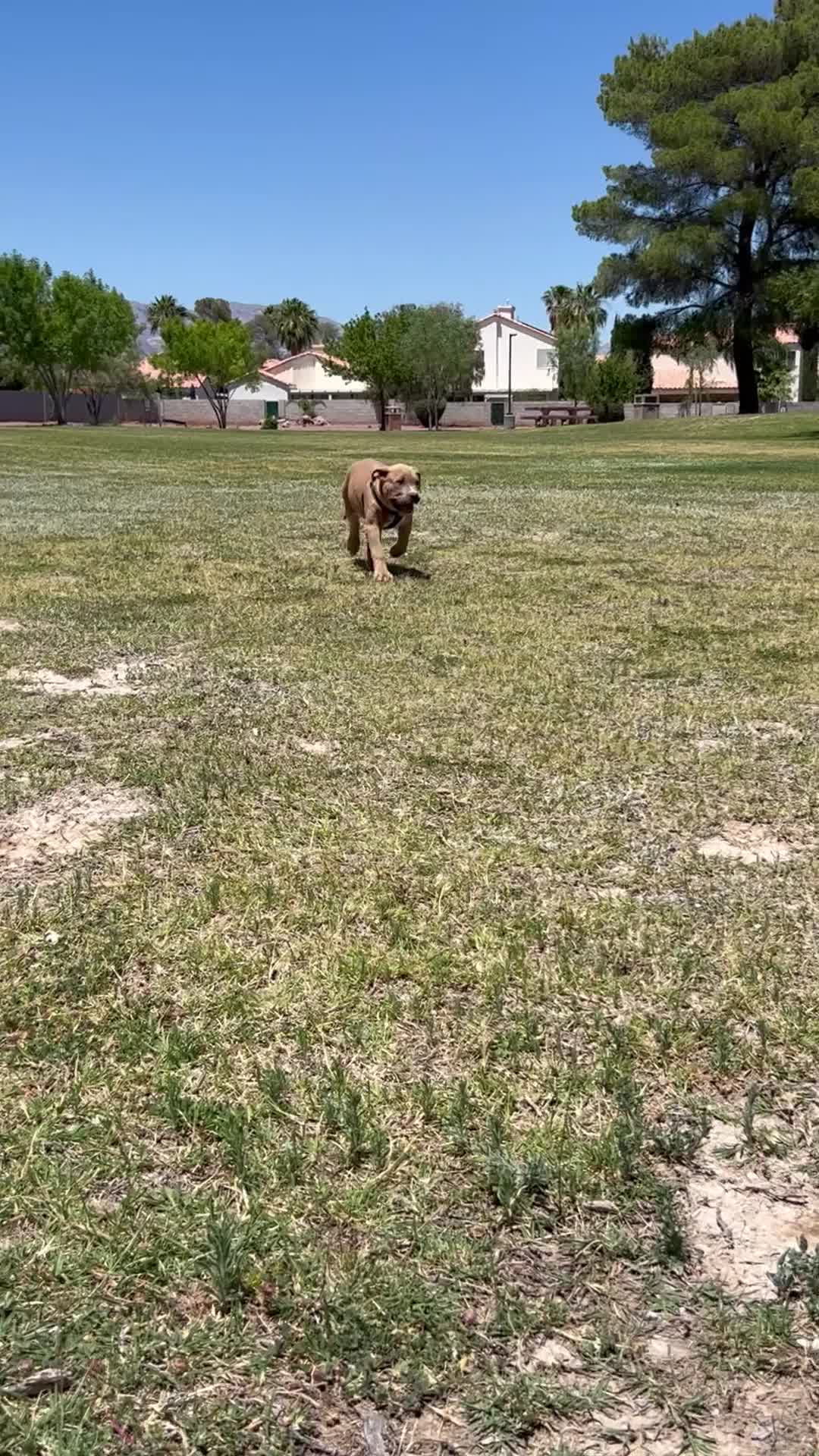 American Bully dogs for sale: KANO - Video 1