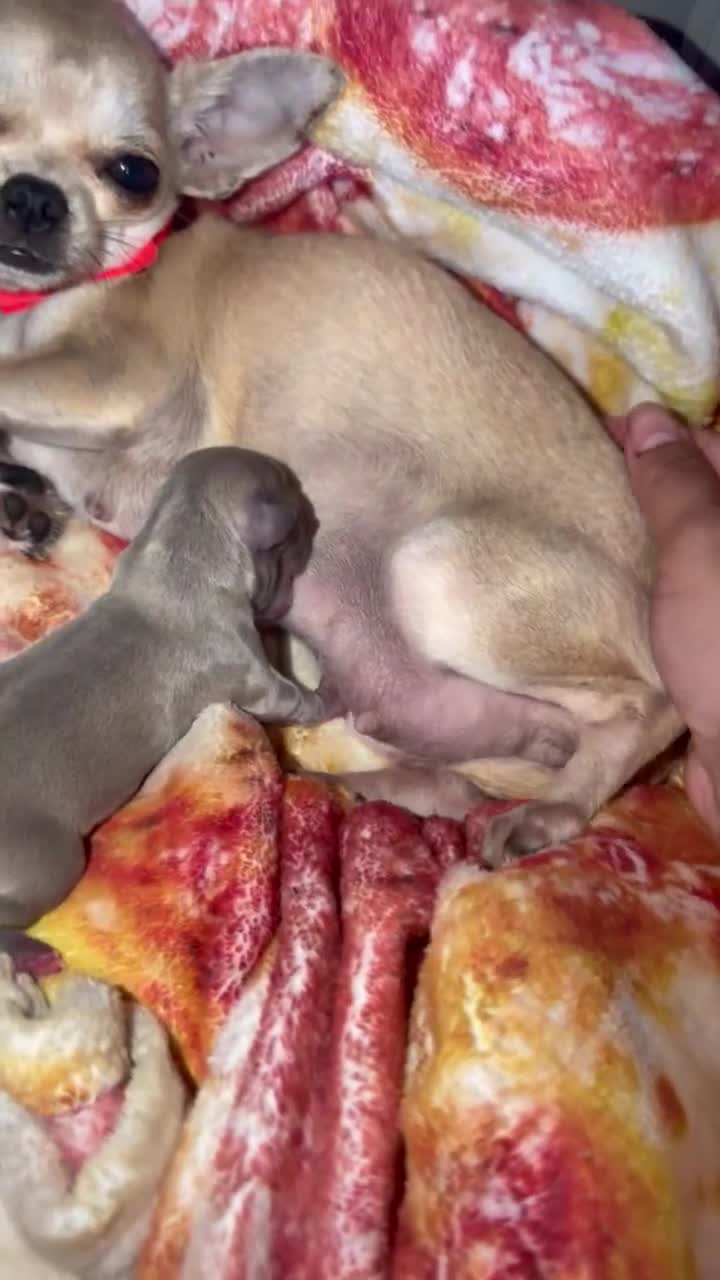 Chihuahua dogs for sale: Chihuahua Puppy 1 - Video 2