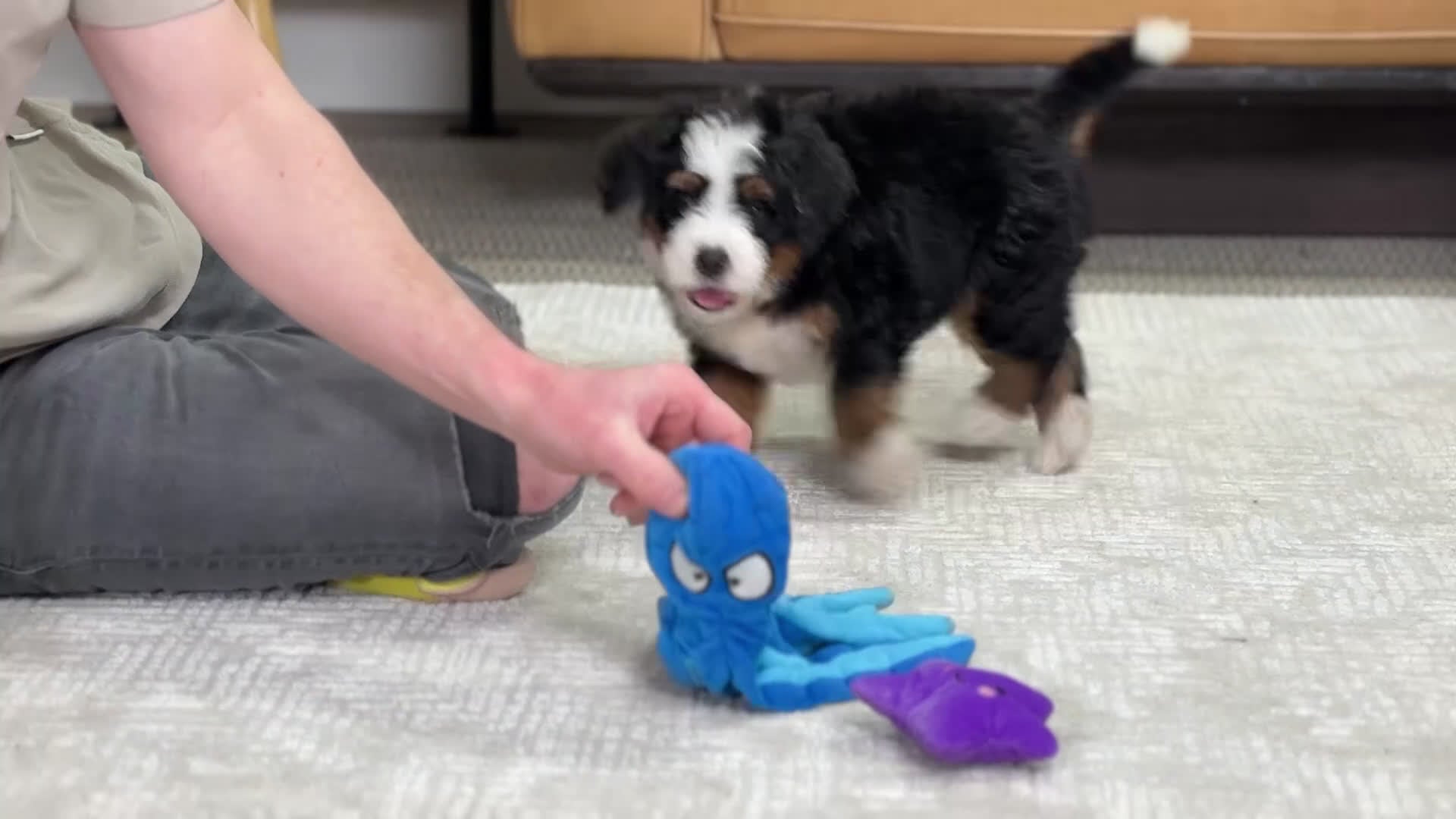 Mini Bernedoodle dogs for sale: Hero - Video 1