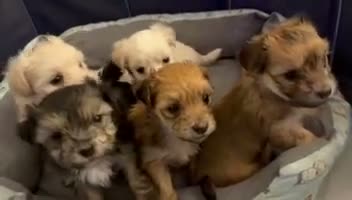 Morkie dogs for sale: Morkie 2 - Video 1