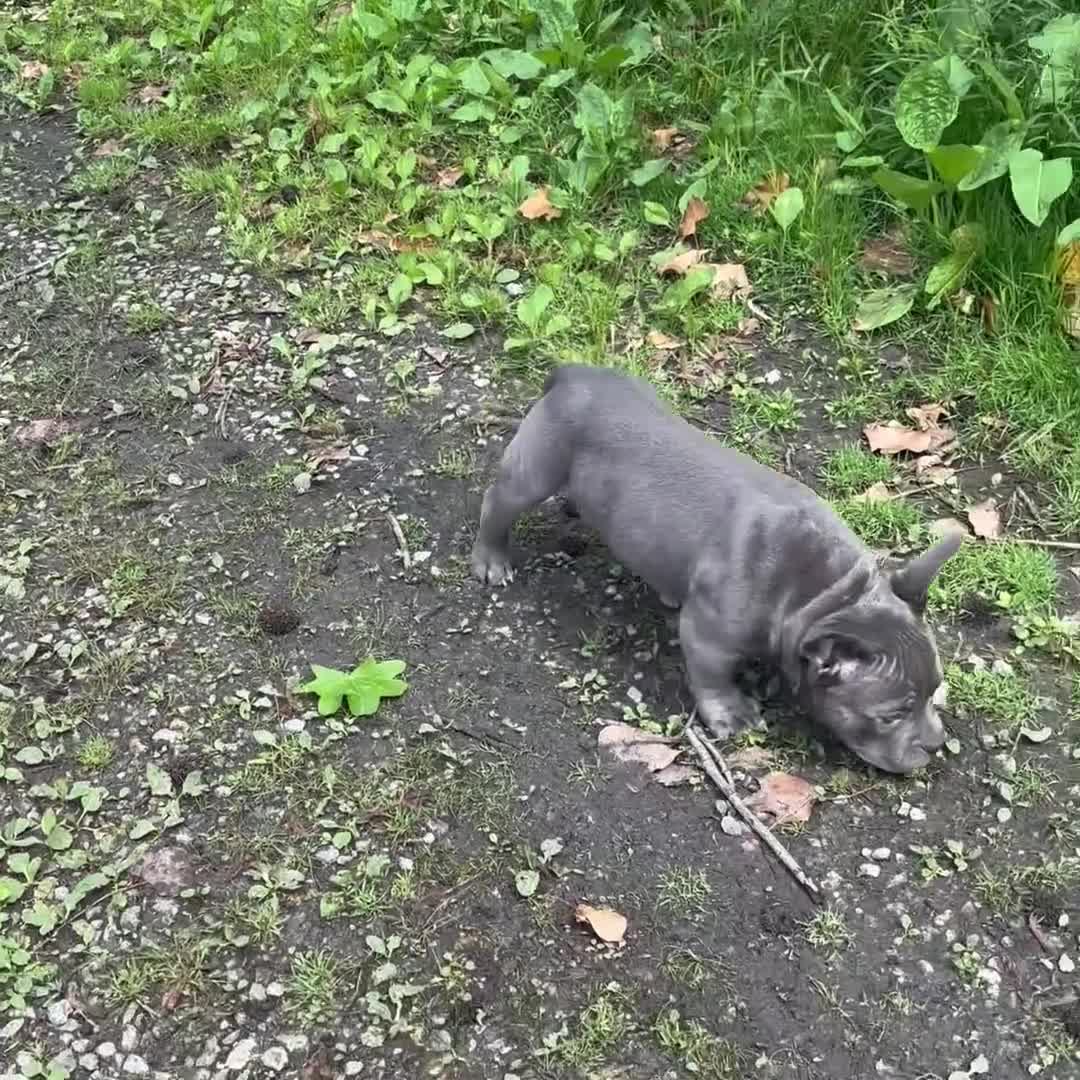 American Bully dogs for sale: Little Bill - Video 1