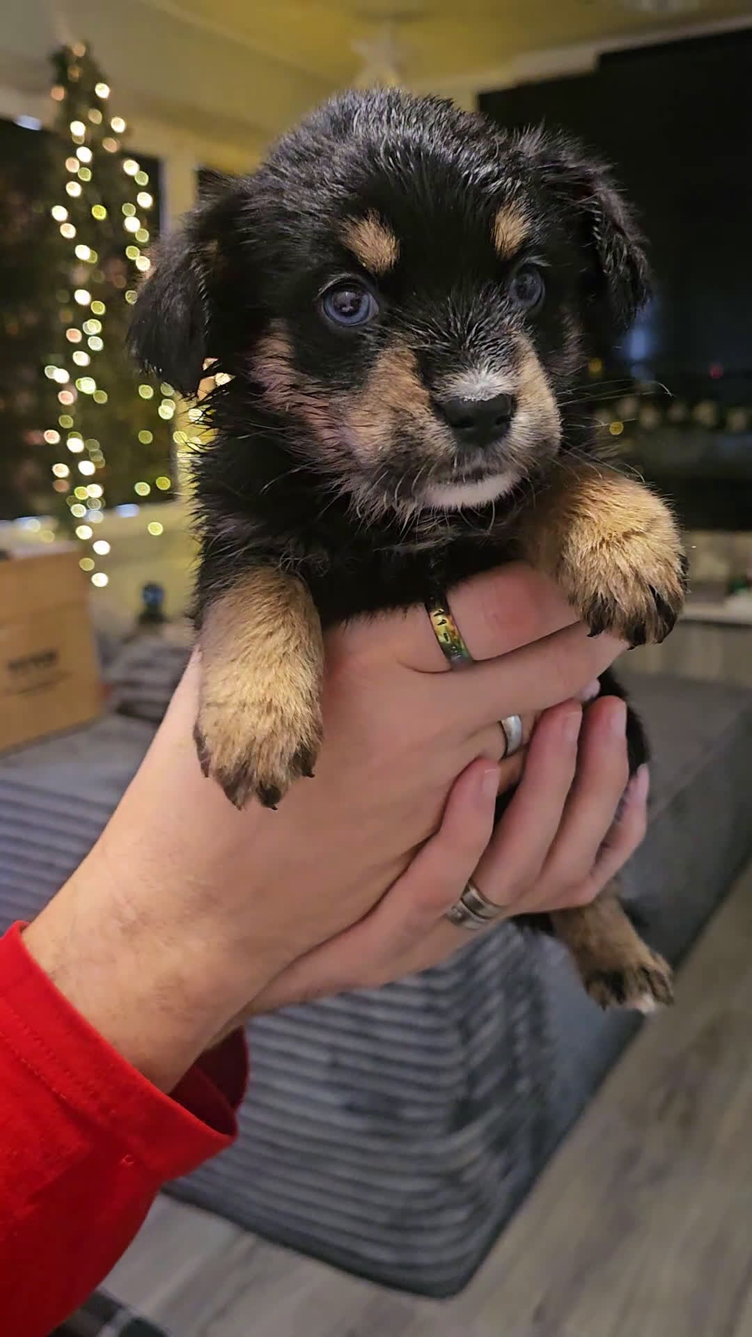 Mixed Breed dogs for sale: The Enchanted Pomalier 🐾 - Video 2