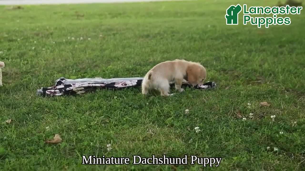 Miniature Dachshund dogs for sale: Tango  - Video 1