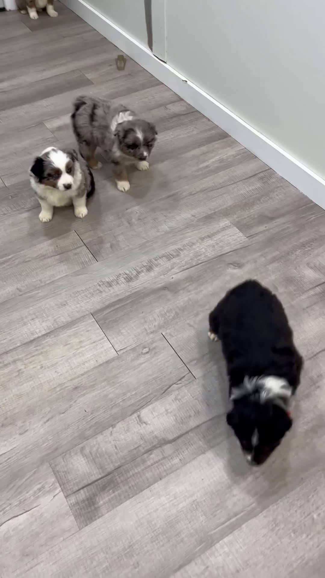 Miniature Australian Shepherd dogs for sale: Smokey - Video 1