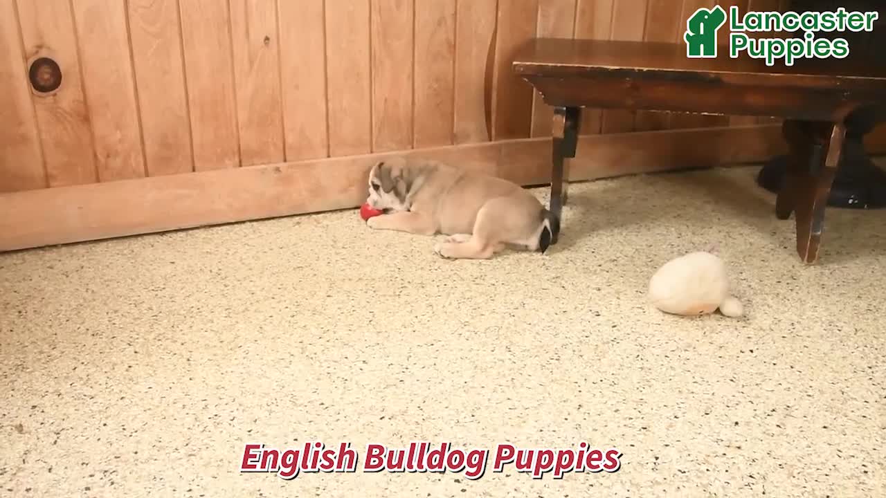 English Bulldog dogs for sale: Bonnie - Video 1