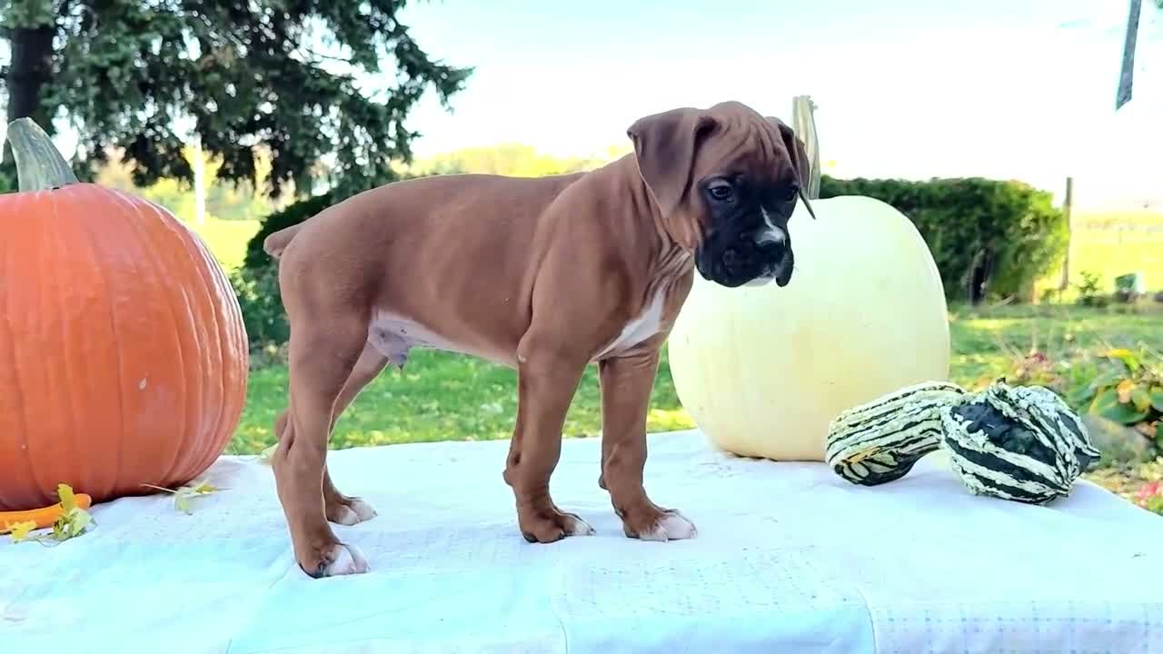 Boxer dogs for sale: Orlando Boxer - Video 1