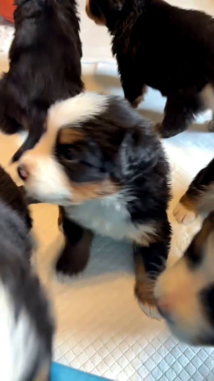 Bernese Mountain Dog dogs for sale: Deb - Video 1