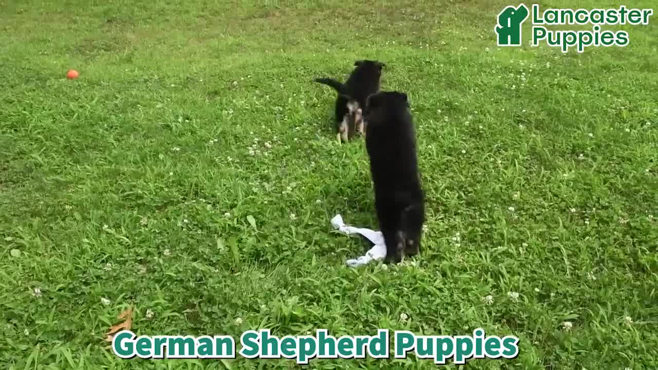 German Shepherd dogs for sale: Tasha - Video 1