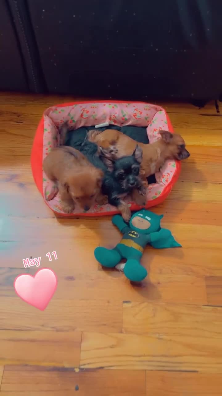 Mixed Breed dogs for sale: Stella - Video 2