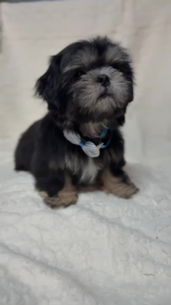Shih Tzu dogs for sale: "Big boy" Shih Tzu Puppy 1 - Video 1