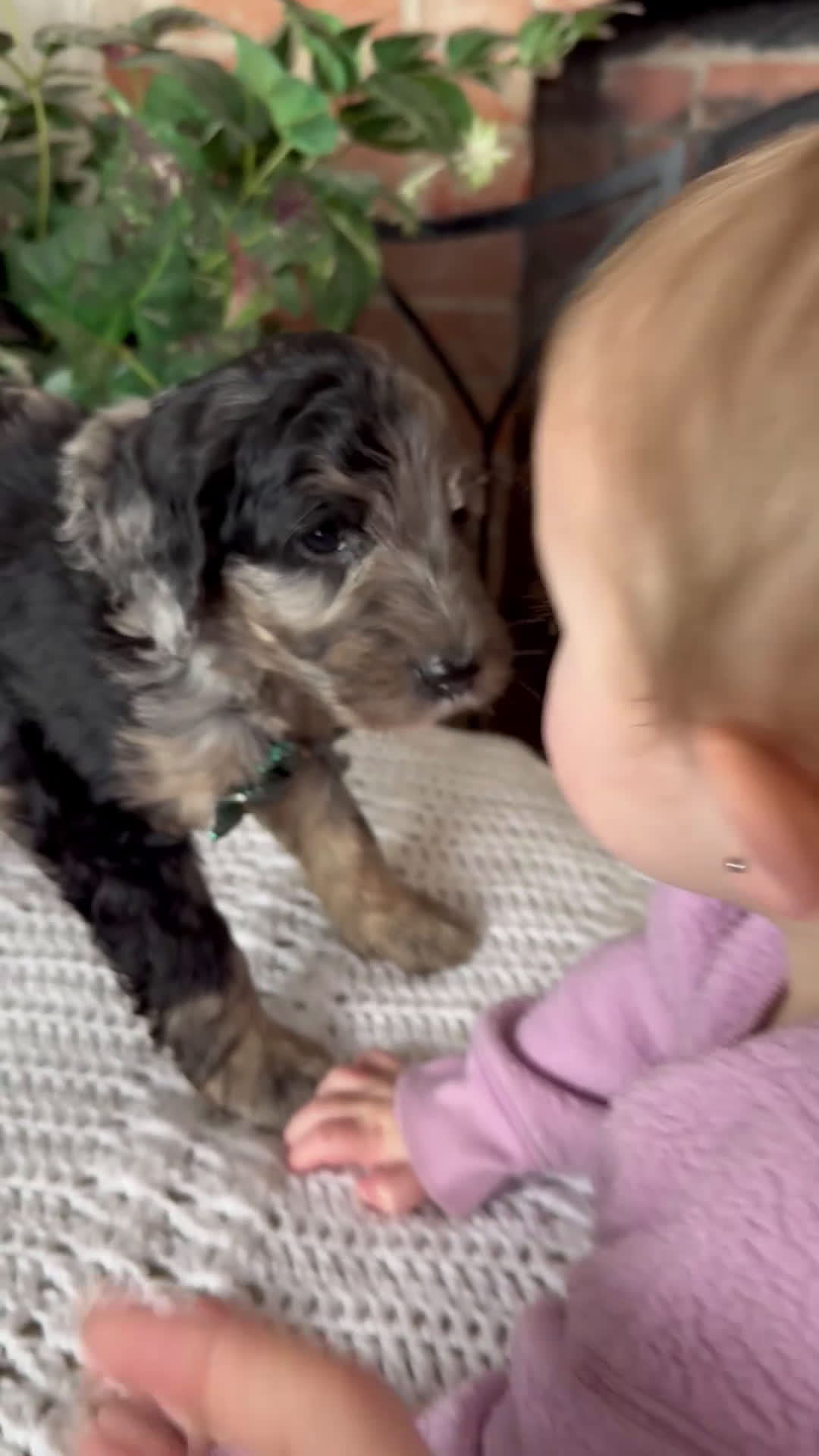 Saint Berdoodles dogs for sale: Blair - Video 5