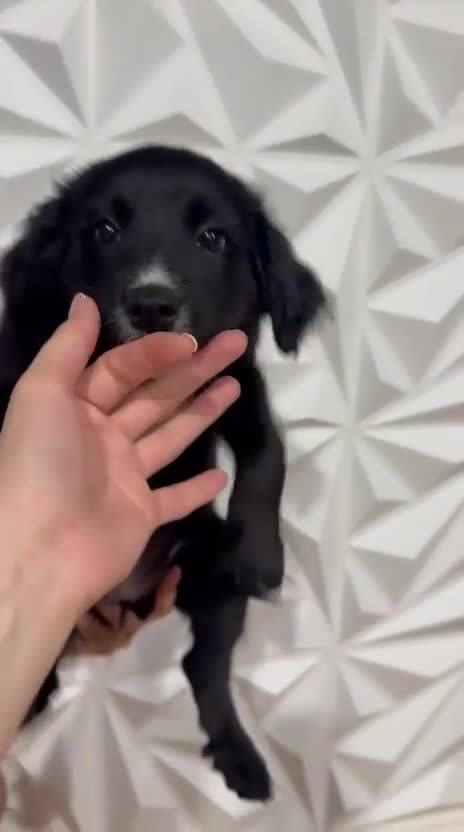 Mixed Breed dogs for sale: Wakanda - Video 1