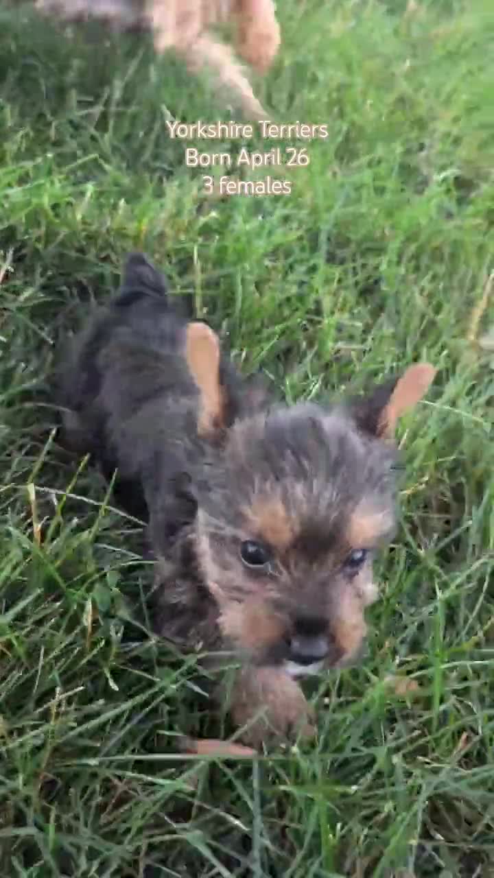 Yorkshire Terrier dogs for sale: Zoey - Video 2