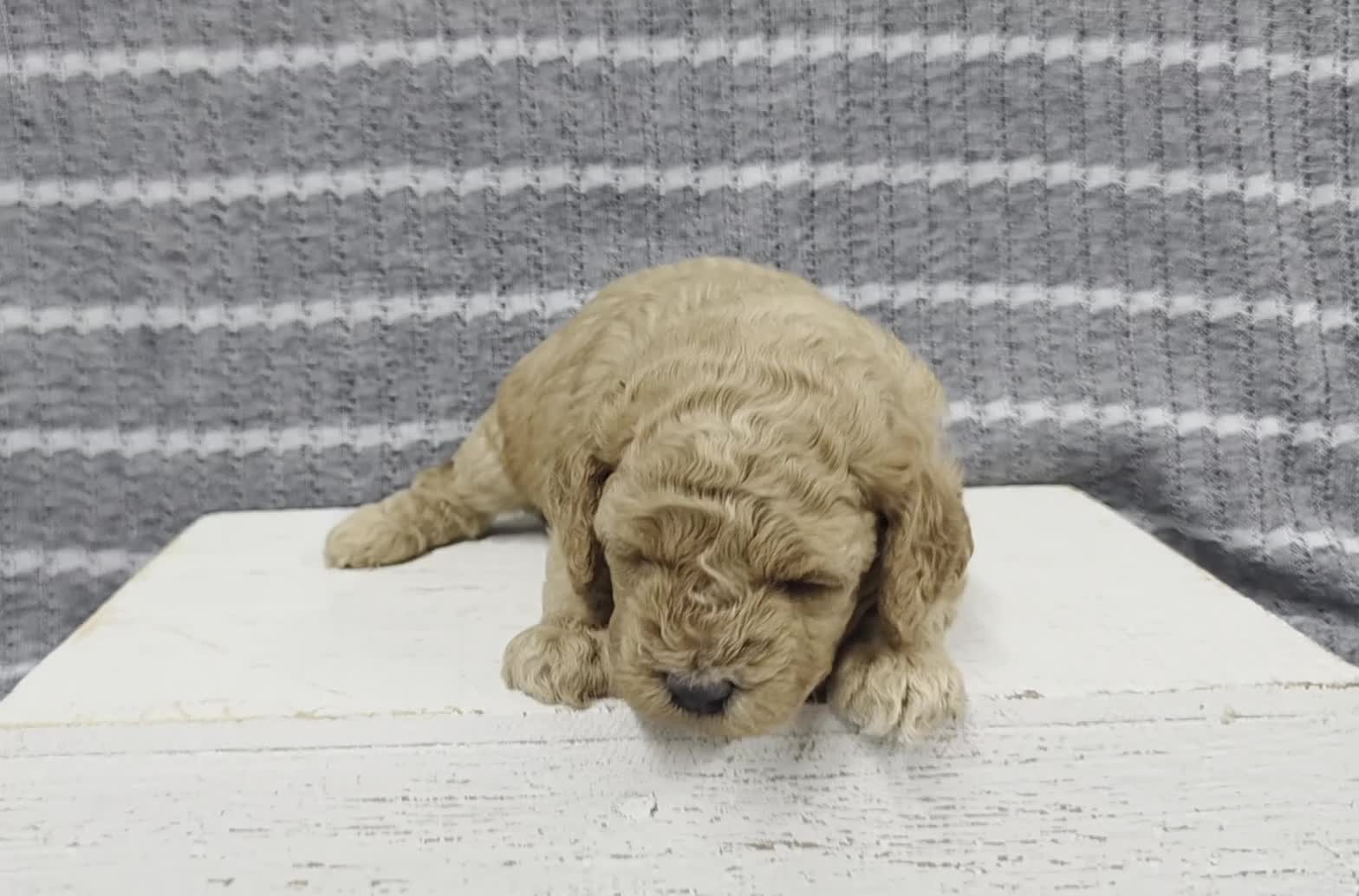 Miniature Poodle dogs for sale: Buttercup - Video 1