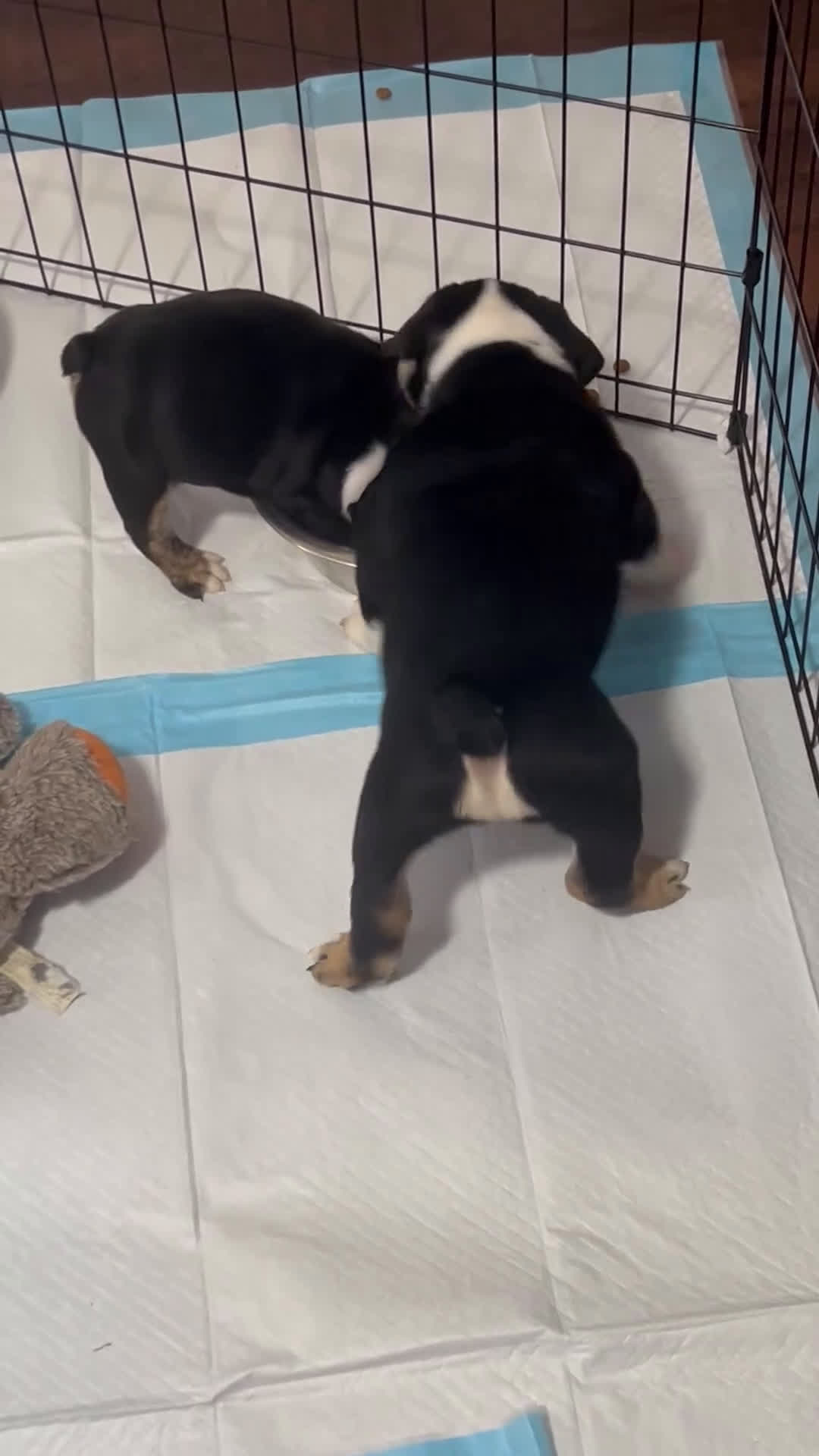 English Bulldog dogs for sale: English Bulldog Puppy 2 - Video 1