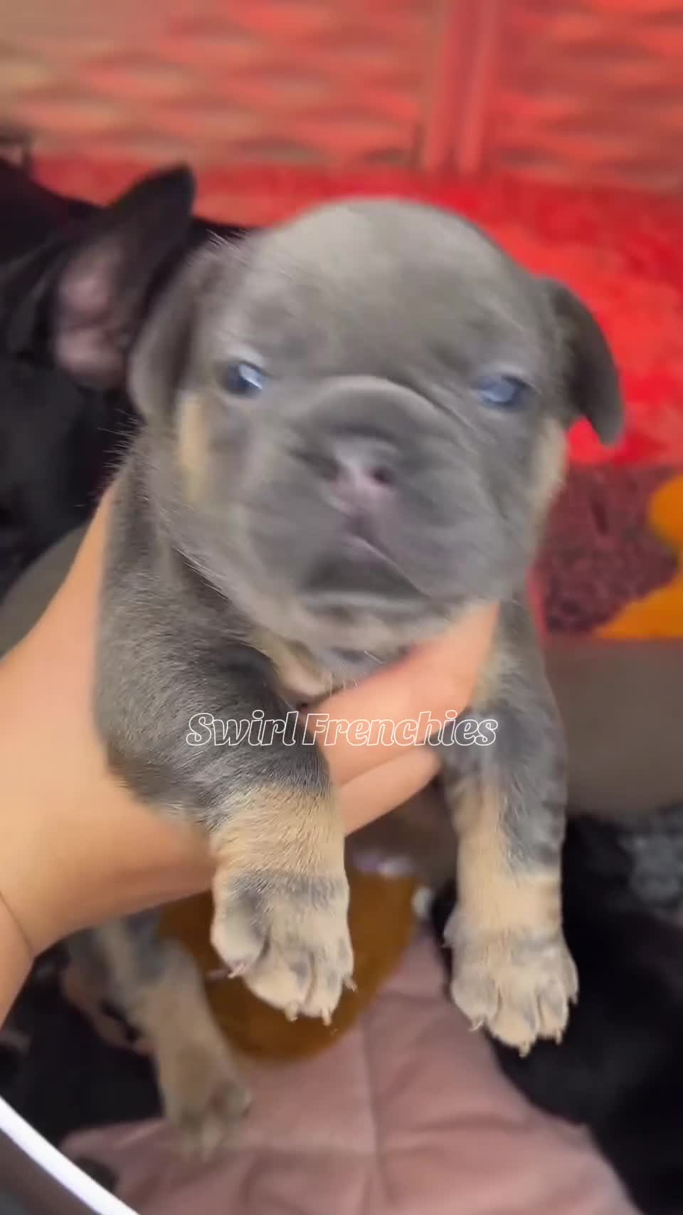 French Bulldog dogs for sale: Sage - Video 1