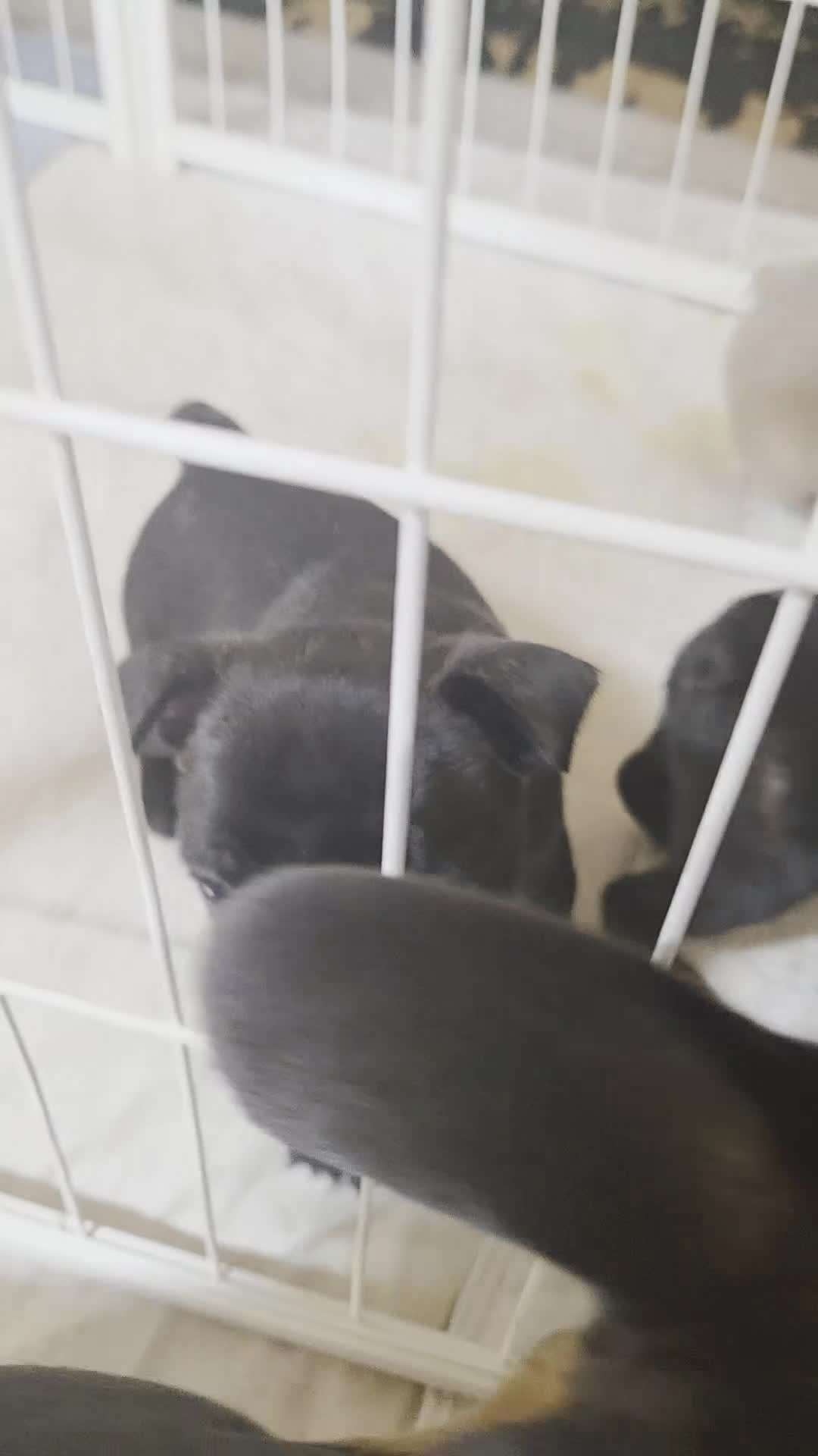 Frenchton dogs for sale: Sam - Video 1