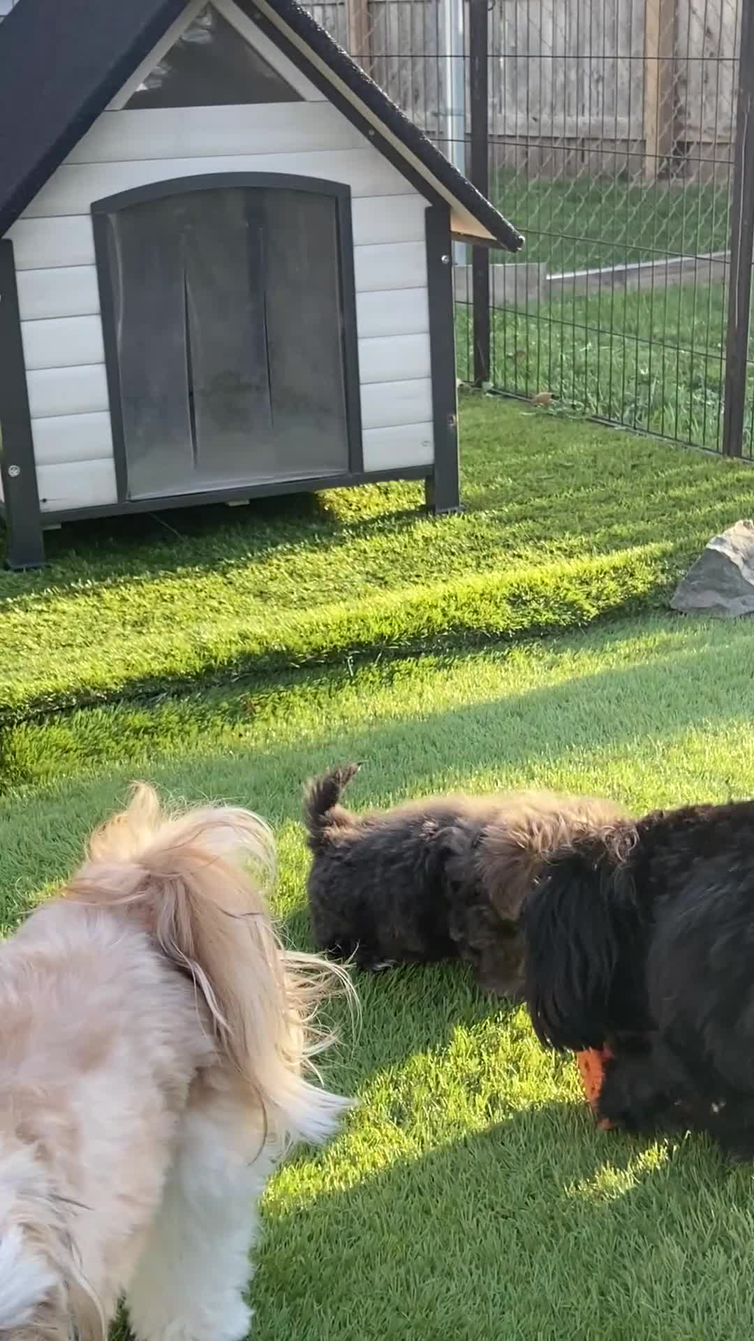 Shih Tzu dogs for sale: Shih Tzu Puppy 1 - Video 1