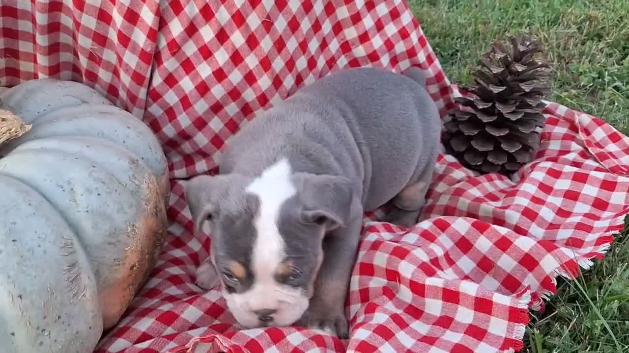 English Bulldog dogs for sale: Tank - Video 3