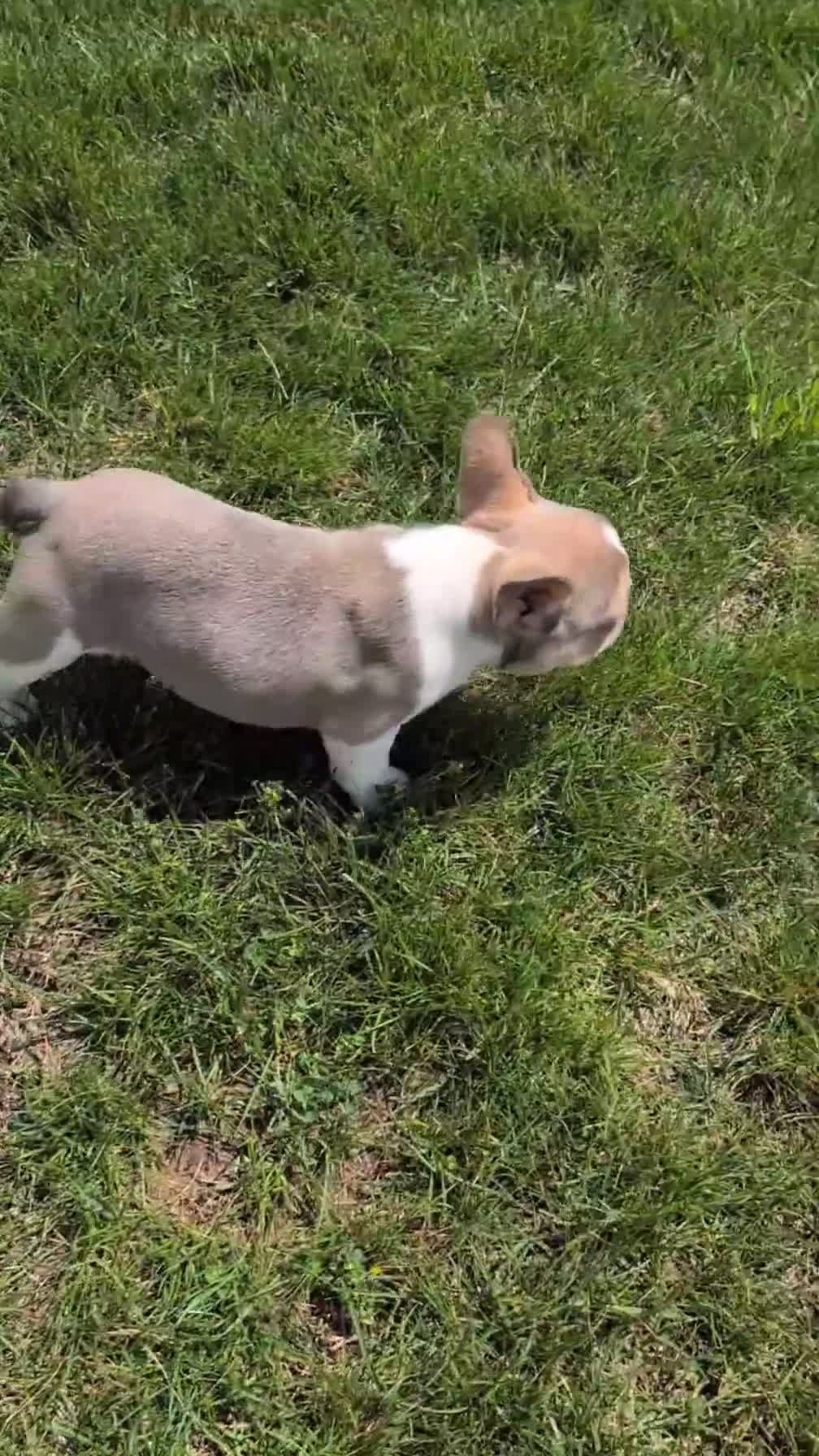 French Bulldog dogs for sale: Daisy - Video 1