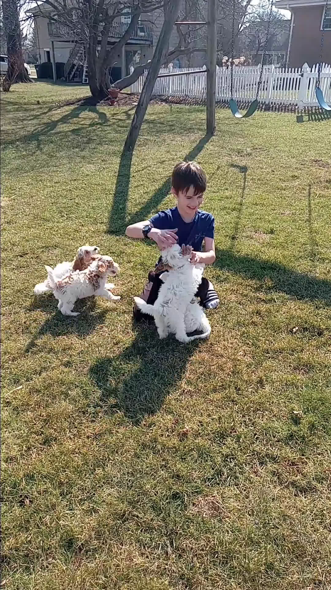 Cavapoo dogs for sale: Pebbles - Video 1