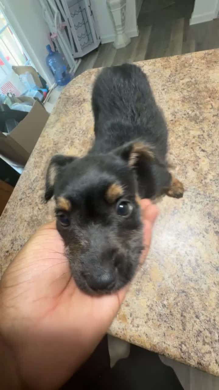 Mixed Breed dogs for sale: Mixed Breed 1 - Video 1