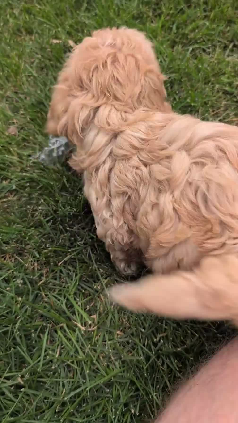 Havapoo dogs for sale: Bandit - Video 1